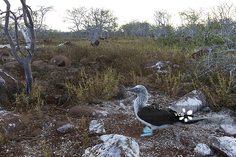 蓝脚鲣鸟在地上，北西摩岛，加拉帕戈斯群岛图片素材