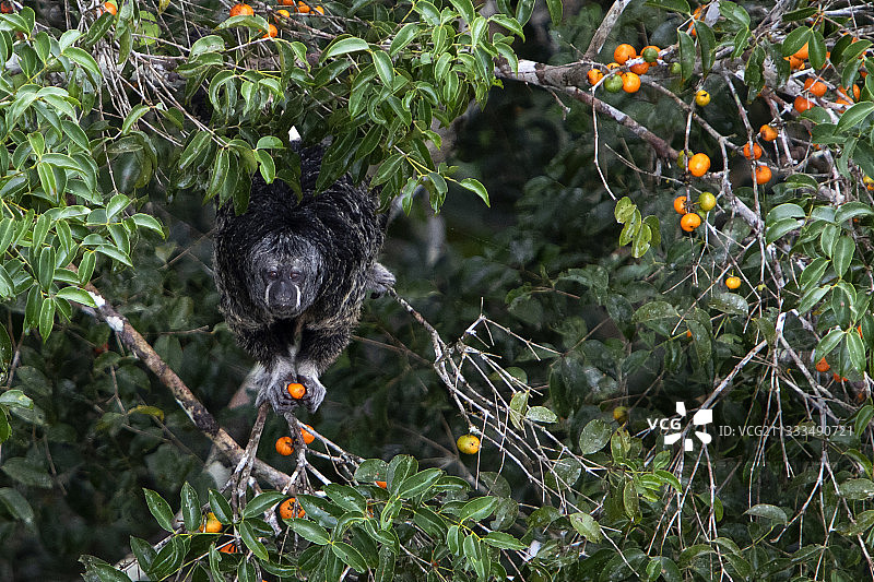 僧面猴吃水果，厄瓜多尔亚马逊图片素材