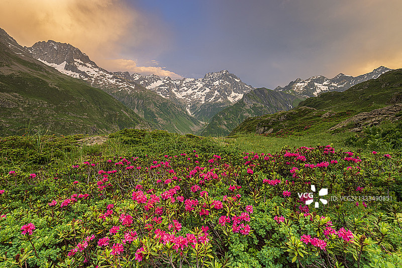 埃克兰国家公园：焦贝尔尼冰斗与高山玫瑰图片素材