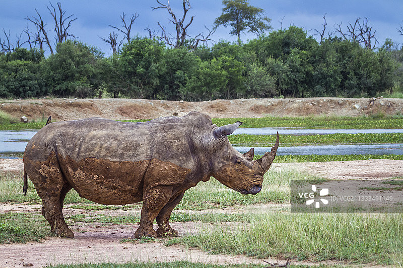 在斯威士兰赫拉内皇家国家公园广角拍摄的南方白犀牛图片素材