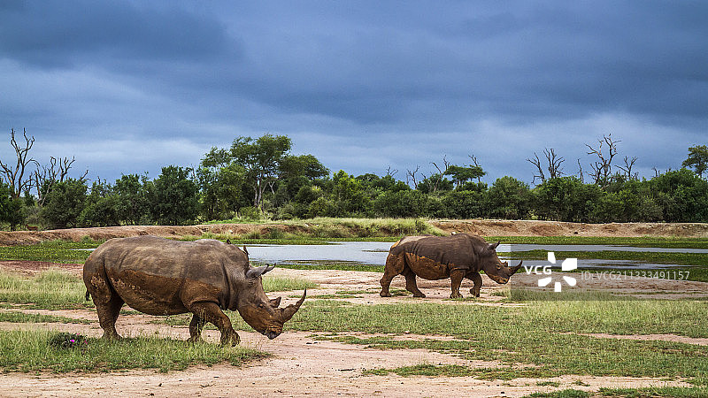 斯威士兰赫拉内皇家国家公园的两只白犀牛广角图景图片素材
