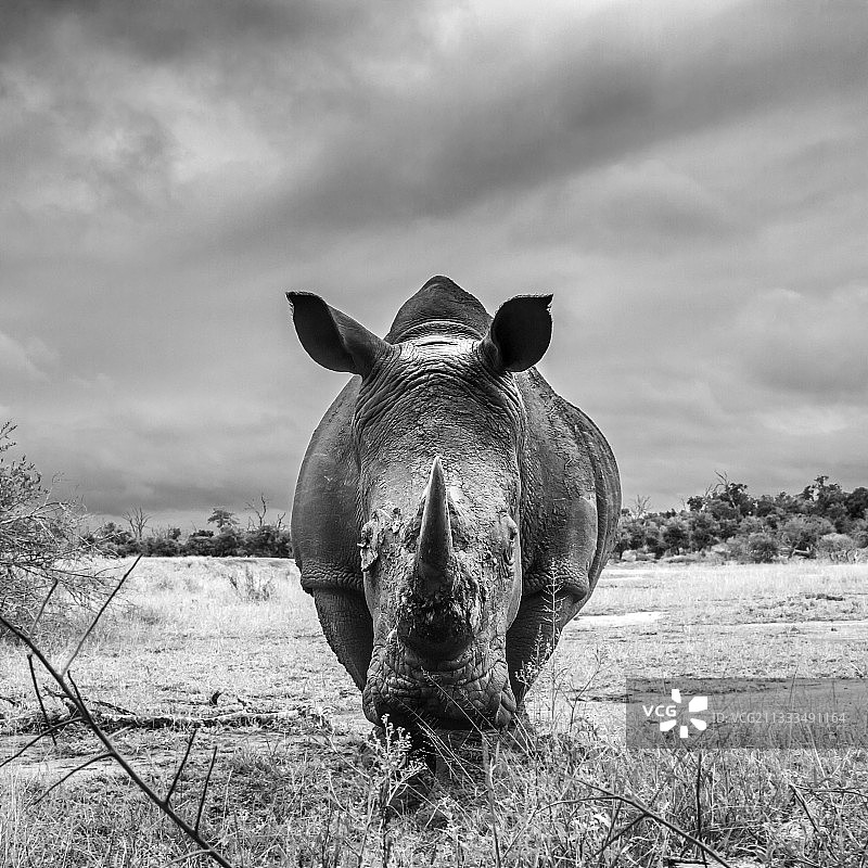 在斯威士兰赫拉内皇家国家公园的南方白犀牛（西非亚种）广角正面照图片素材