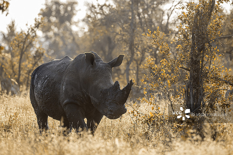 南非克鲁格国家公园逆光拍摄的白犀牛图片素材