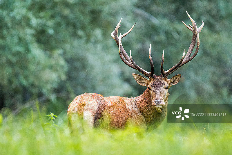 下午的马鹿(Cervus elaphus)，斯洛伐克图片素材
