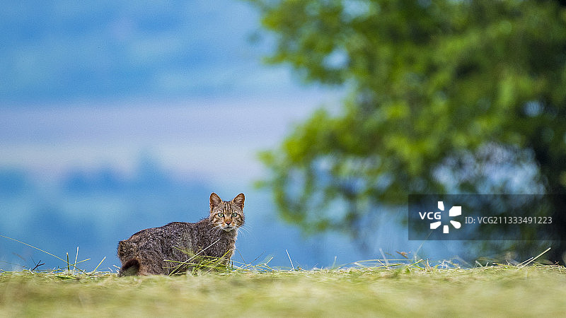 斯洛伐克午后的野猫（Felis silvestris）图片素材