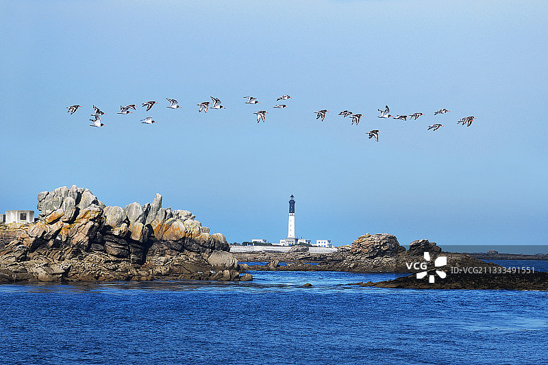 欧亚蛎鹬：飞行于法国阿摩里克自然公园图片素材