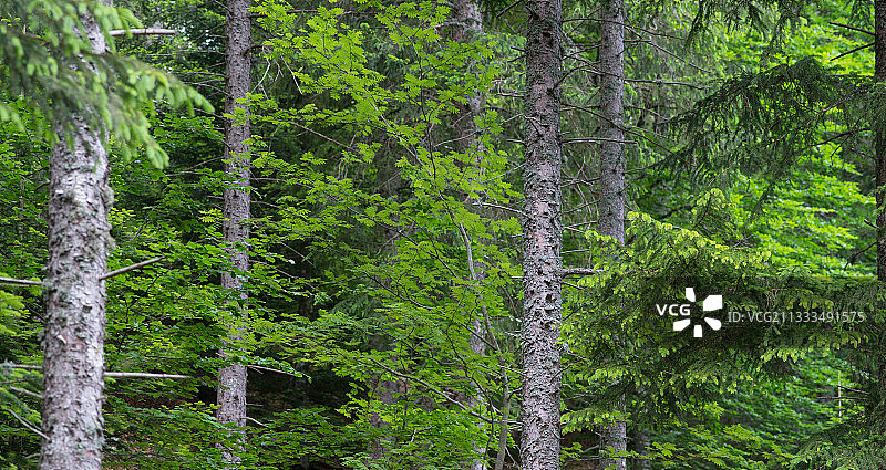 旺度山保护区朝北的混合森林图片素材