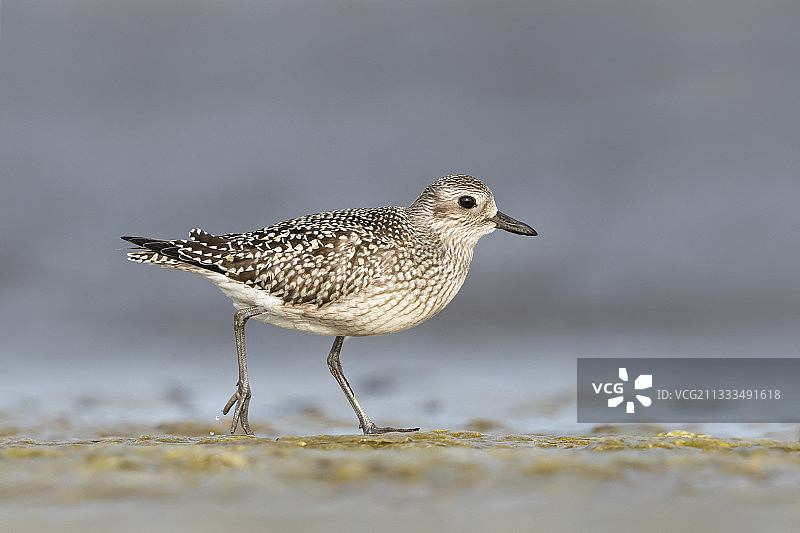 在瑞典厄兰岛海岸线觅食的幼年灰斑鸻图片素材