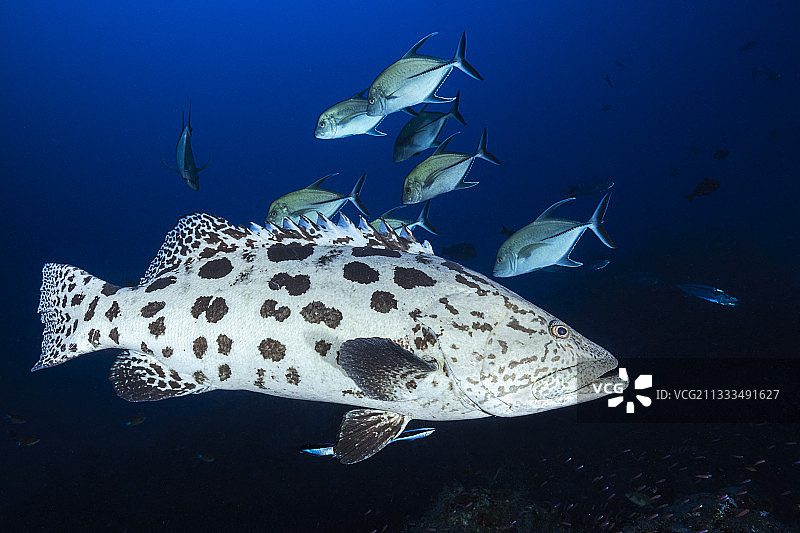 土豆石斑鱼和黑杰克鱼图片素材