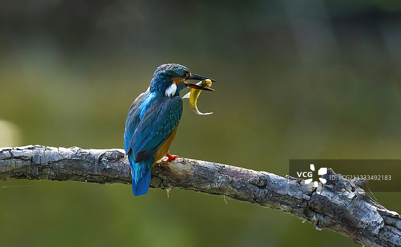 Alcedo翠鸟图片素材