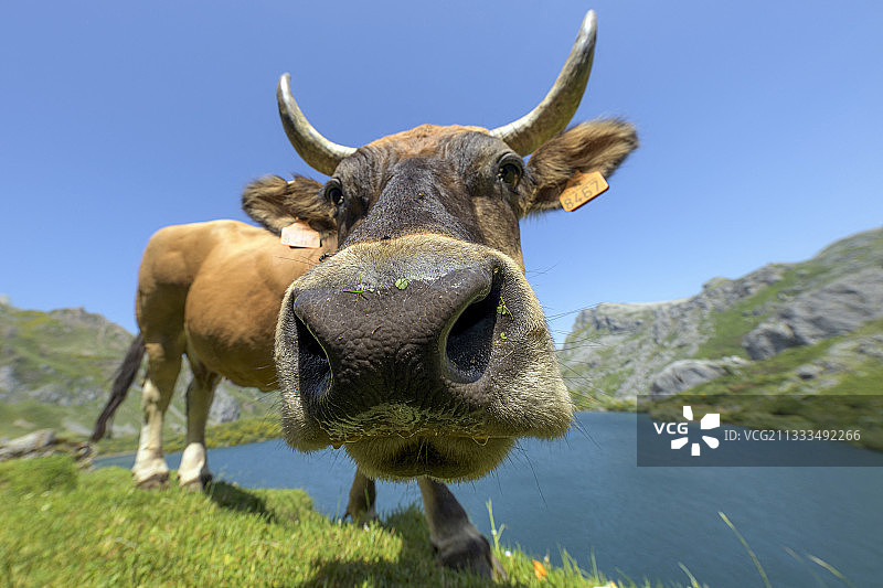 西班牙阿斯图里亚斯，索米耶多国家公园，瓦莱湖里好奇的奶牛图片素材