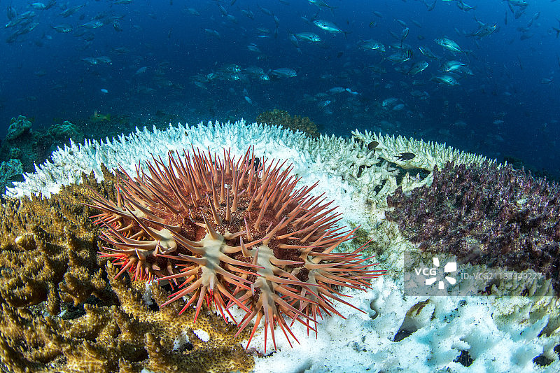 珊瑚上的棘冠海星（Acanthaster planci），（鹿角珊瑚属），塔朱拉湾，吉布提图片素材