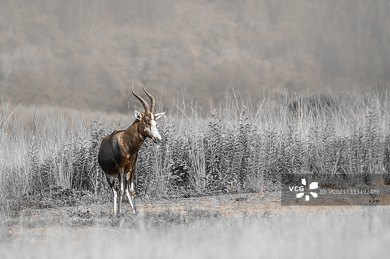 斯威士兰姆利拉内野生动物保护区绿色稀树草原上的雄性非洲白面狷羚图片素材