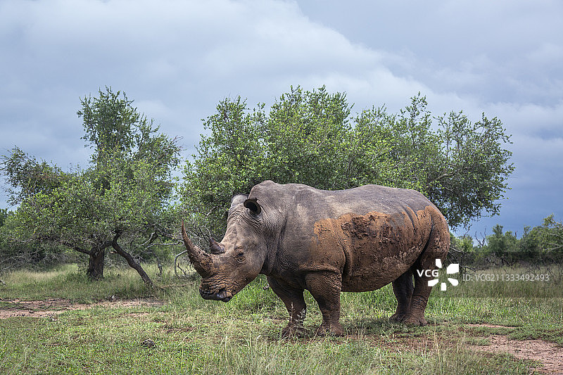斯威士兰赫拉内皇家国家公园绿色稀树草原中的白犀牛图片素材