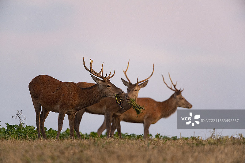 红鹿群食用甜菜叶，法国上法兰西图片素材