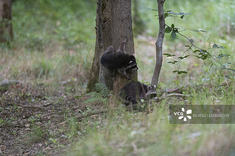 浣熊（小浣熊），在法国上法兰西贡比涅森林里玩耍的幼年浣熊图片素材
