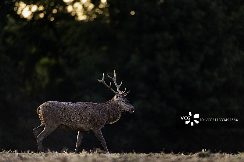 红鹿，法国上法兰西贡比涅森林图片素材