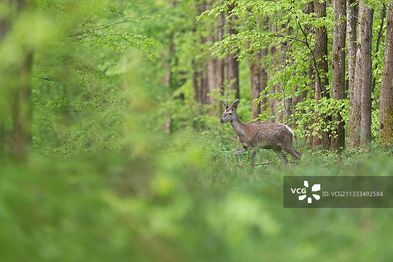法国上法兰西大区贡比涅森林中的幼年赤鹿图片素材
