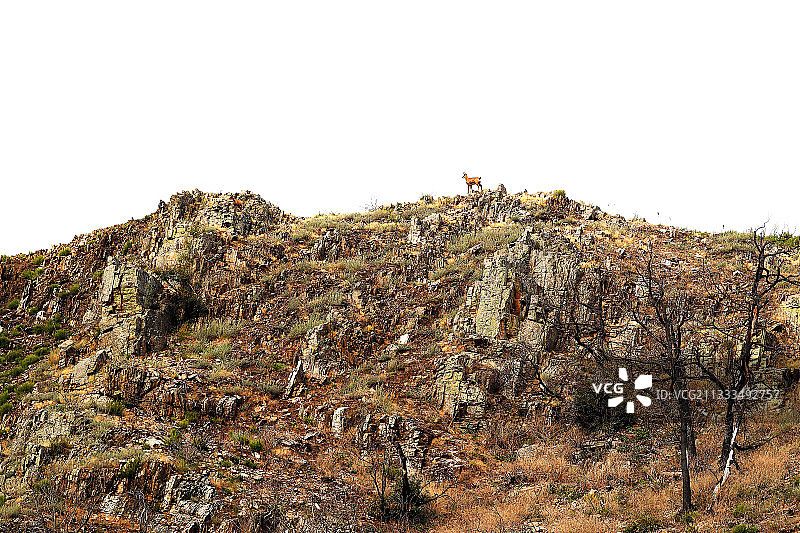 秋季西班牙希洪欧洲山峰的背光羚羊照片图片素材