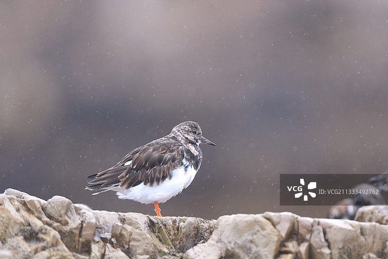 在西班牙希洪的圣洛伦索海滩迁徙的翻石鹬图片素材