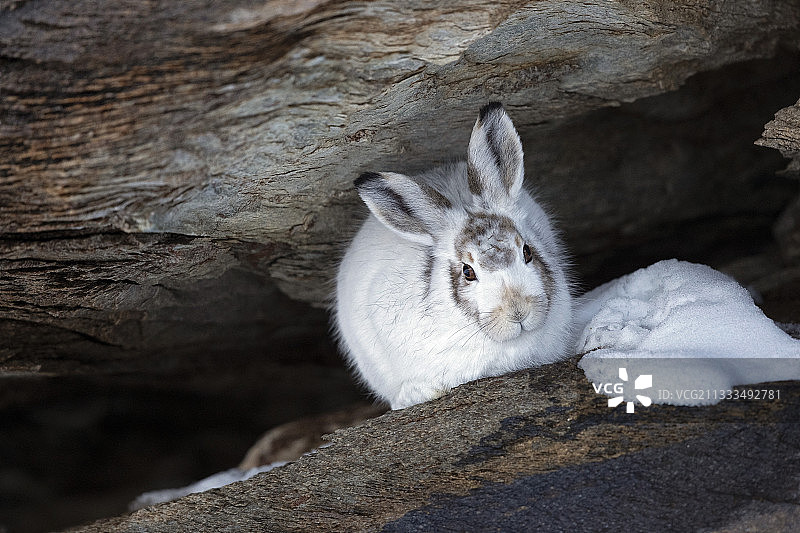 雪兔（Lepus timidus），秋季外套，在瑞士瓦莱阿尔卑斯山小屋的雪地里过冬图片素材
