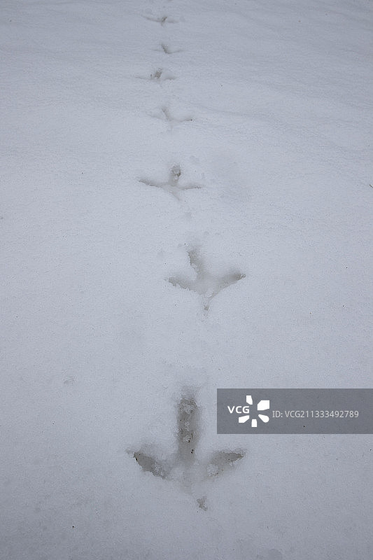 松鸡在雪地上的足迹，瑞士沃州汝拉图片素材