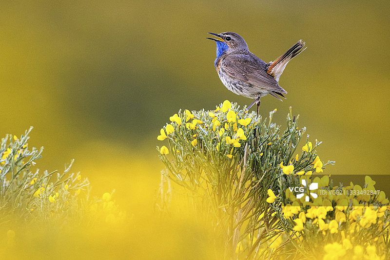 蓝喉歌鸲（雄性）在西班牙阿维拉山脉中歌唱图片素材