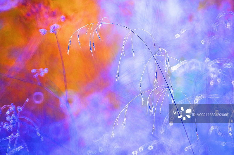 西班牙瓜达拉哈拉耶韦斯夏季田野色彩图片素材