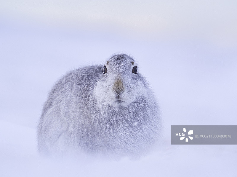 苏格兰凯恩戈姆山国家公园雪后休憩的雪兔图片素材