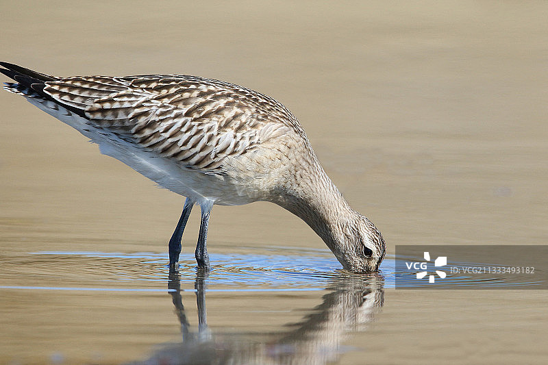 在法国菲尼斯泰尔低潮时寻找环节蠕虫的迁徙丘鹬幼鸟图片素材