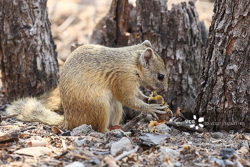 史密斯丛松鼠（Paraxerus cepapi）成年个体在树下吃水果，博茨瓦纳北部图片素材