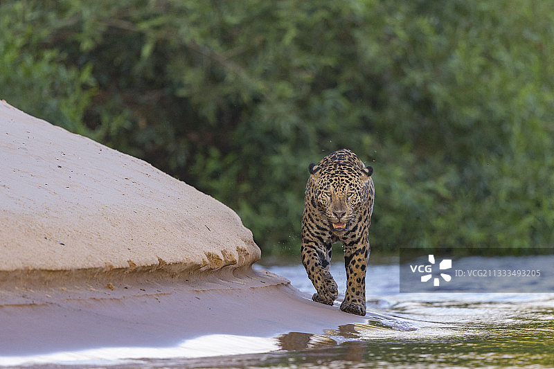 巴西马托格罗索州湿地捕猎的美洲豹图片素材
