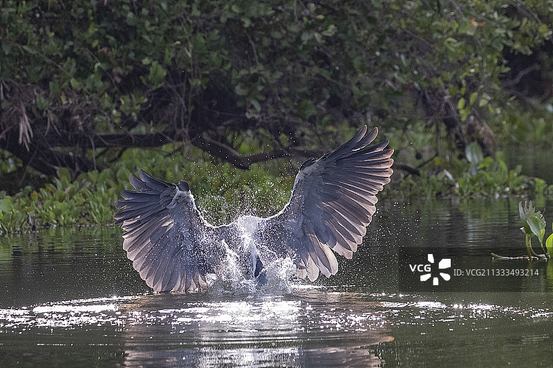 白颈鹭（Ardea cocoi），正在捕鱼，巴西马托格罗索潘塔纳尔地区图片素材