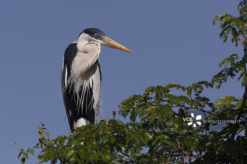 巴西马托格罗索潘塔纳尔地区的鹭鸟图片素材