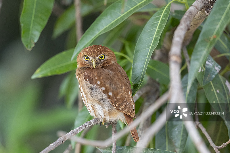 小鸺鹠，巴西马托格罗索潘塔纳尔地区图片素材