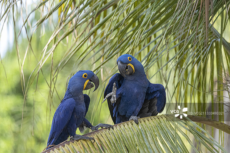 巴西马托格罗索州潘塔纳尔地区栖息在棕榈树上的成年风信子金刚鹦鹉图片素材