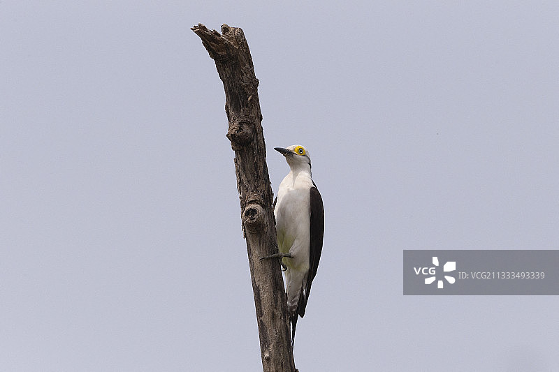 白啄木鸟，巴西马托格罗索州潘塔纳尔地区图片素材