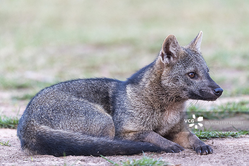 食蟹狐，巴西马托格罗索潘塔纳尔地区图片素材