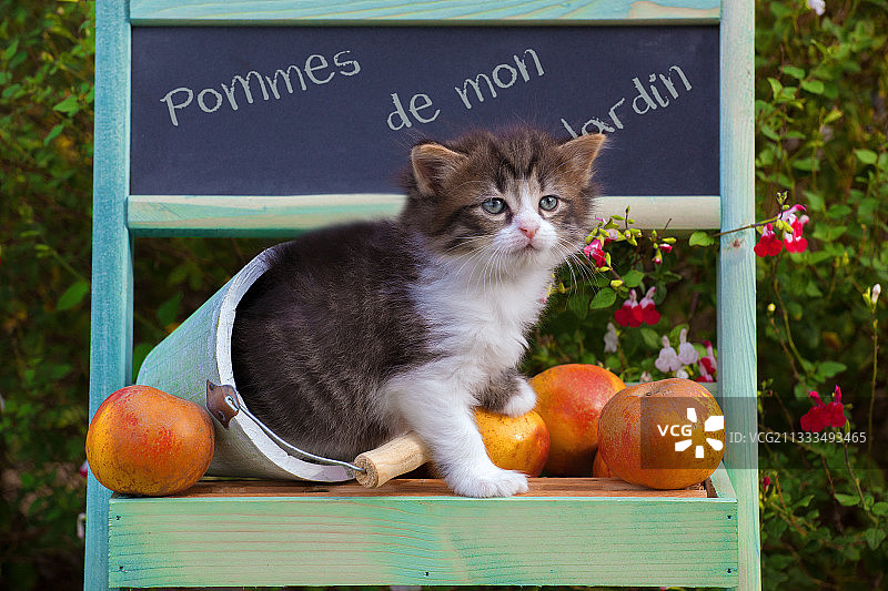 虎斑白色小猫坐在花园绿色架子上采摘的新鲜苹果中图片素材