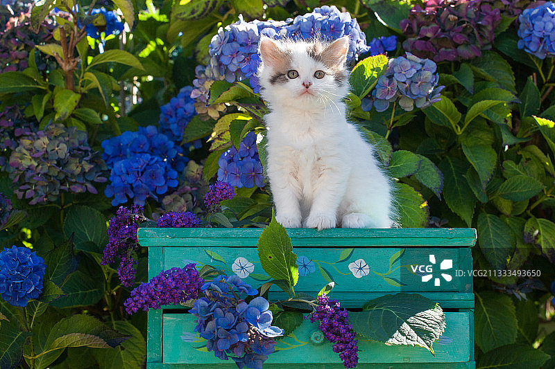 花色小猫坐在花园绣球花丛中的绿色架子上图片素材