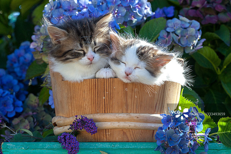 三花、虎斑和白色小猫坐在花园绣球花丛中的木盆里图片素材