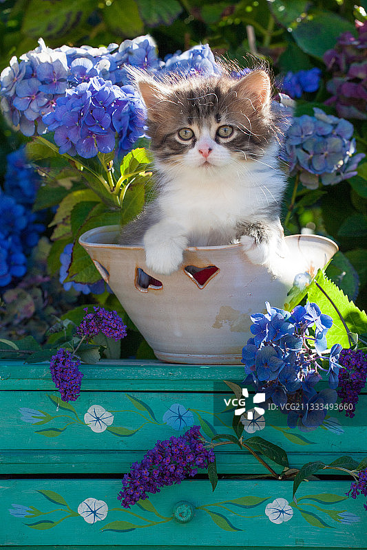 虎斑白色小猫坐在花园绣球花盆里图片素材