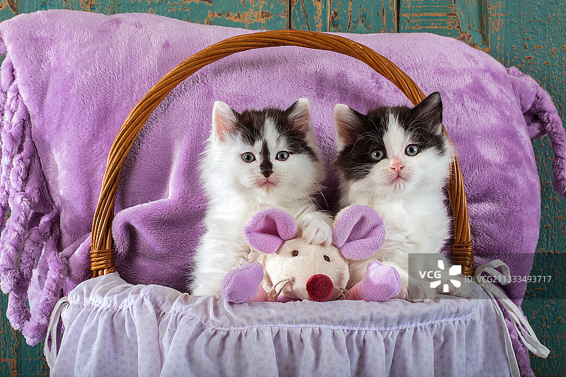 演播室里坐在篮子里玩粉色布艺老鼠的燕尾服小猫图片素材