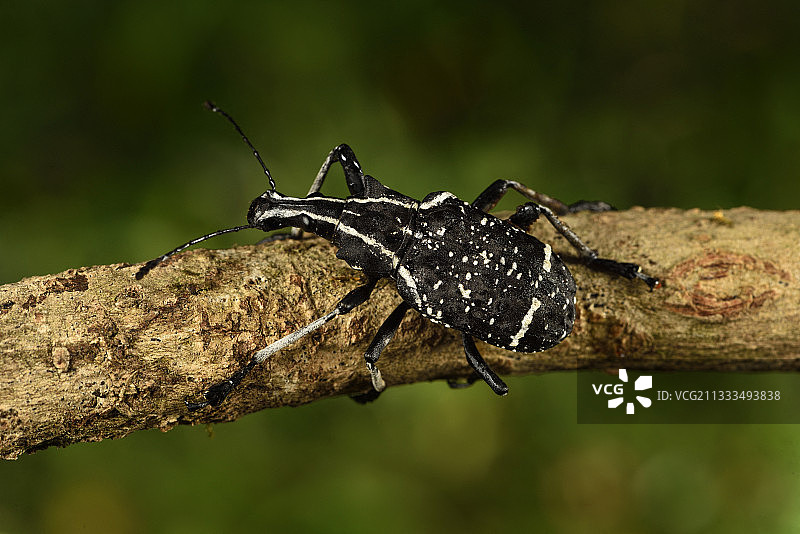 树枝上的拟谷盗，地点：马达加斯加阿拉otra-Mangoro地区图片素材