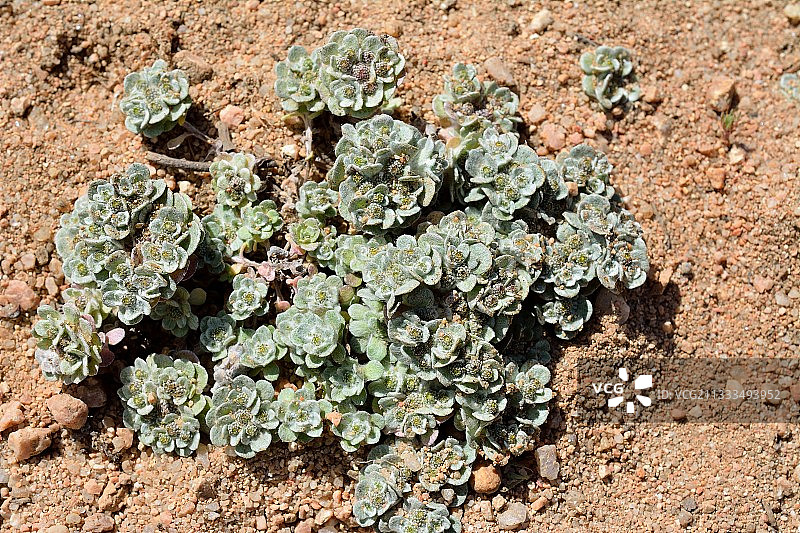 提瑞尼克鼠麴草，科西嘉岛特有种，位于科西嘉岛海岸，从阿罗内到韦基奥港，受国家保护物种，法国图片素材