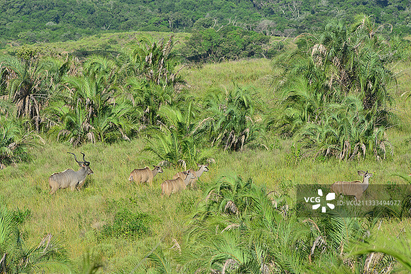 伊西曼加利索湿地公园中的非洲大羚羊图片素材