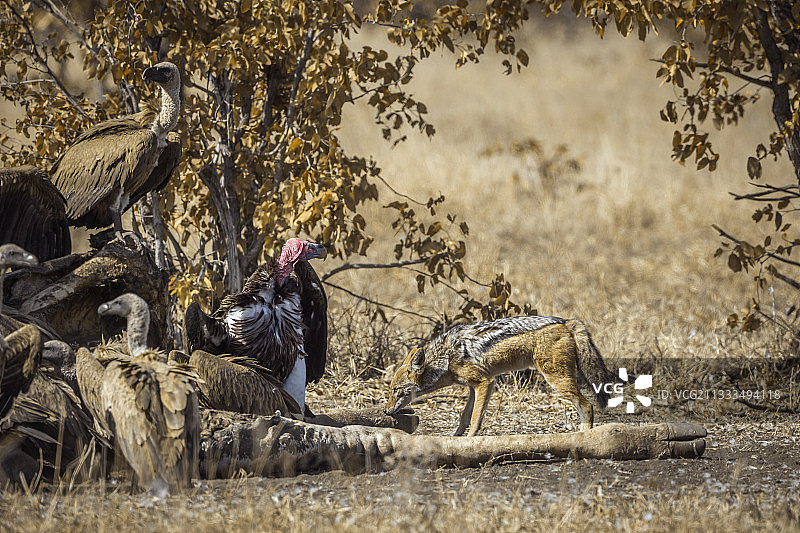克鲁格国家公园中，黑背胡狼、非洲白背兀鹫和拟兀鹫食腐长颈鹿尸体图片素材