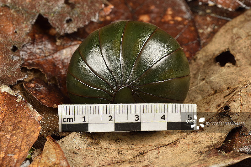 球状绿色巨型蜈蚣，带毫米刻度，马达加斯加图片素材