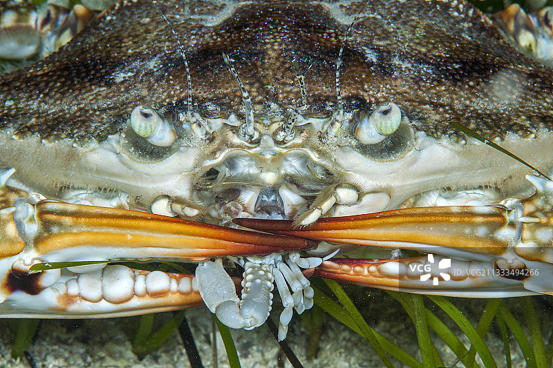 正在食用小丑蟹的梭子蟹，两种所谓的莱塞浦斯物种，原产于红海，通过苏伊士运河抵达地中海，土耳其卡斯-凯科瓦海洋保护区。地中海热带化图片素材