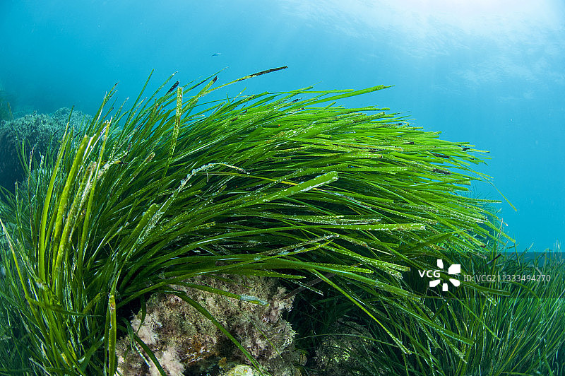 位于突尼斯塔巴卡的波西多尼亚海草图片素材